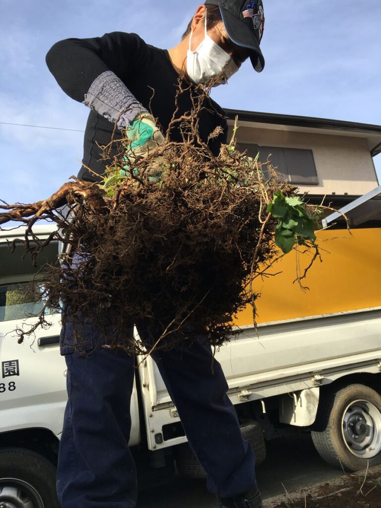 抜いた根や草を軽トラックの荷台に積み込む様子