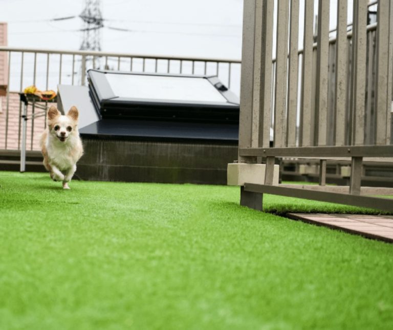 屋上のドッグラン
