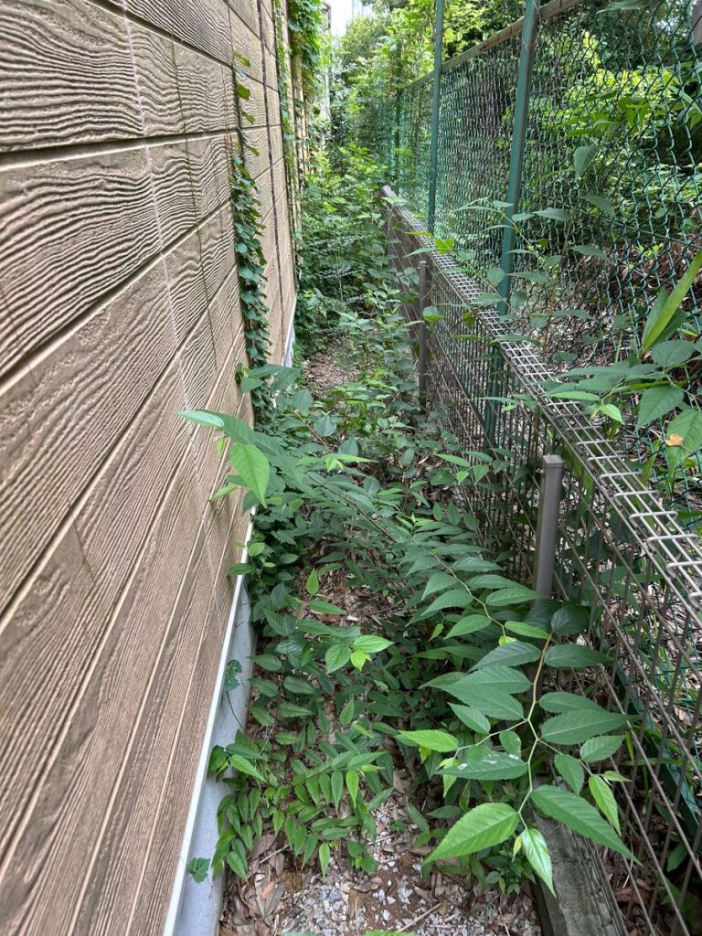 草が茂った家の脇の通路（作業前）