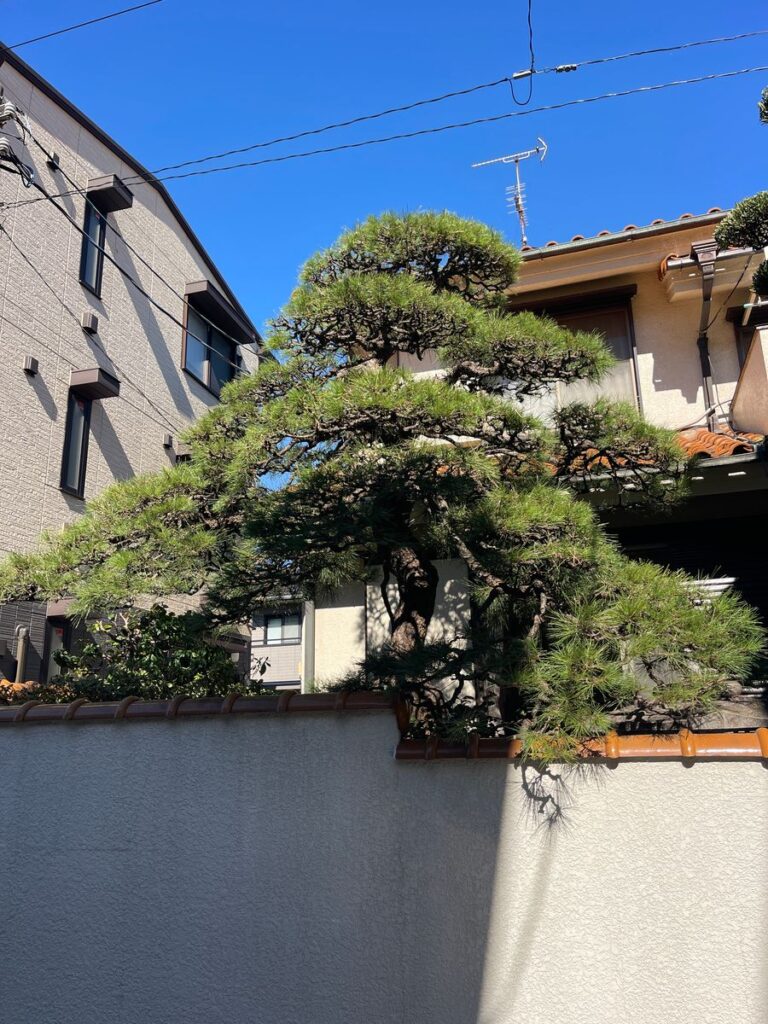 剪定を終えた松