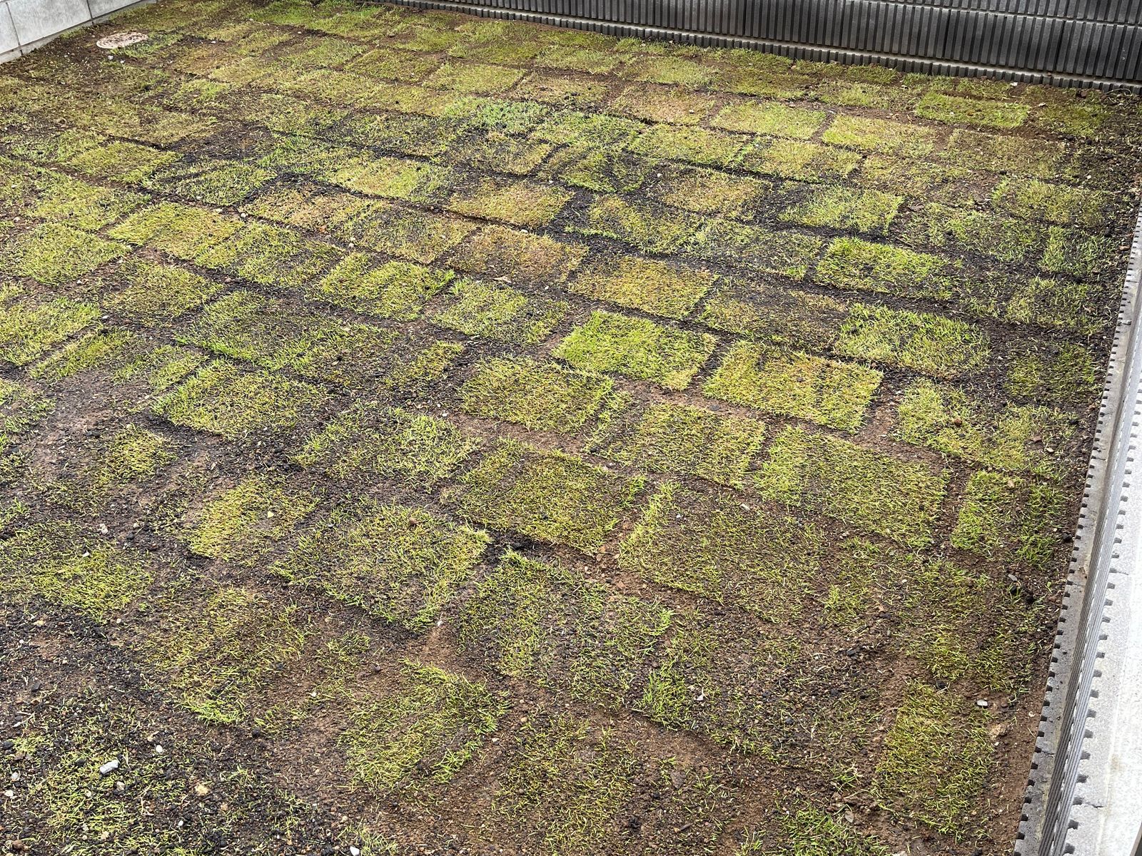 張ったばかりの天然芝