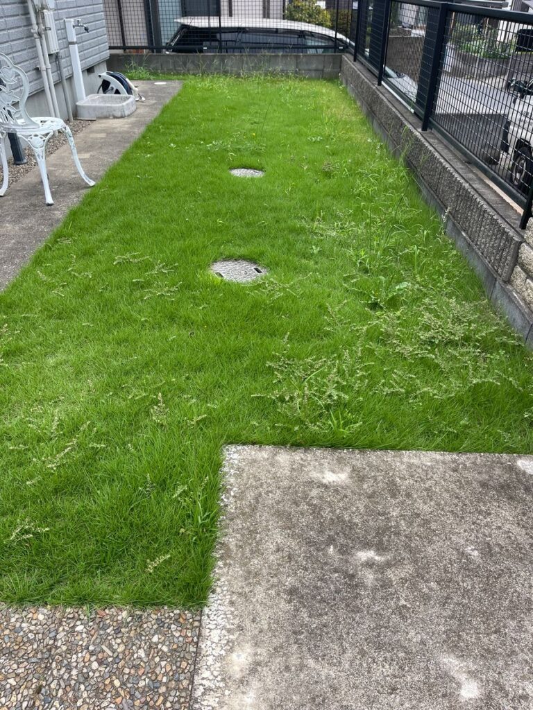 芝刈りの前（芝から雑草が伸びている）
